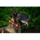 40mm COBRA® dog collar